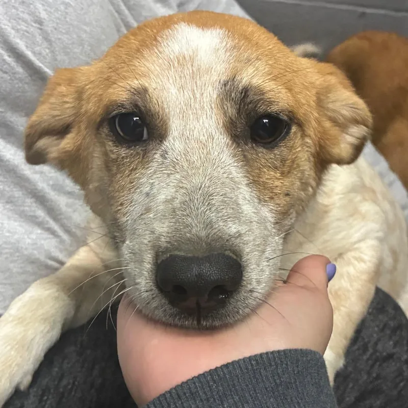 A baby small-sized female Mixed Breed dog named Carrie for adoption in Corbin, KY