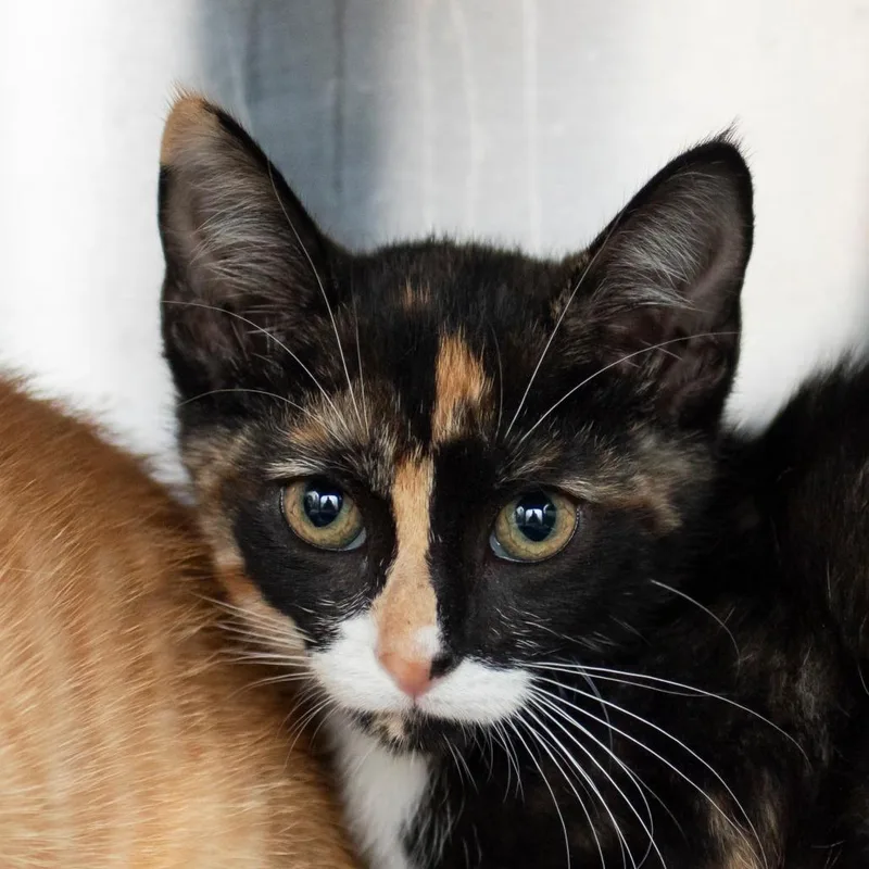 A baby small-sized female Calico Domestic Short Hair cat named Icelynn for adoption in Middletown, RI