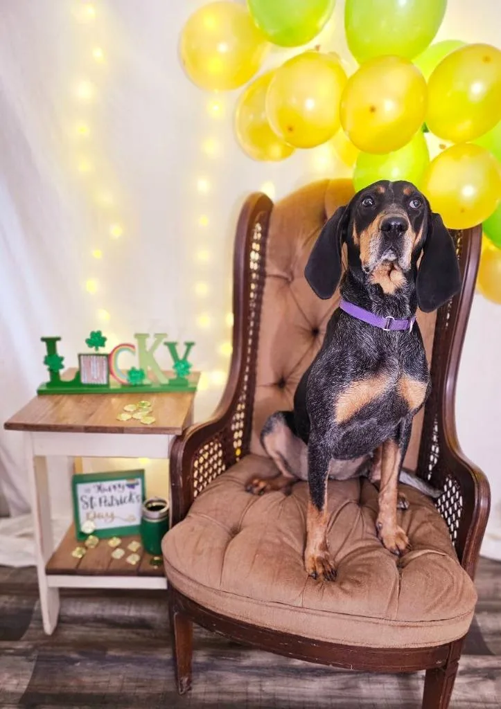 An adult medium-sized female Bluetick Coonhound dog named Blakely for adoption in Sprakers, NY