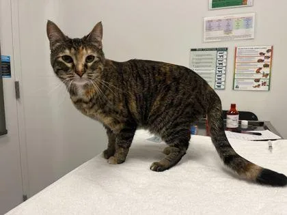 An adult large-sized female Brown / Chocolate Domestic Short Hair cat named Mabel for adoption in Kansas City, MO