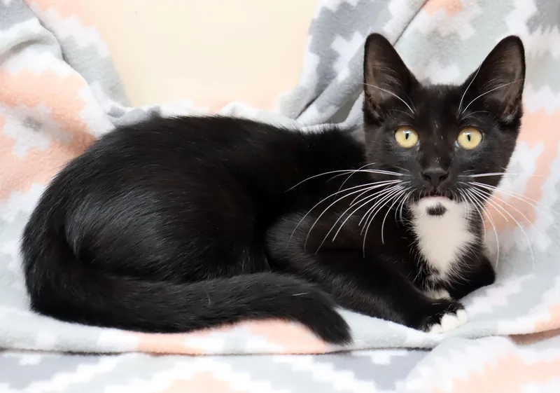 A baby medium-sized female Black & White / Tuxedo Domestic Short Hair cat named Fishhook for adoption in Tierra Verde, FL