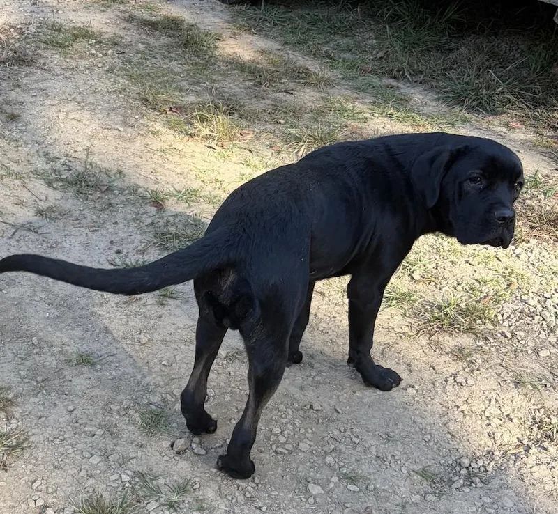 A young extra large-sized male Cane Corso dog named Joe for adoption in Decatur, GA