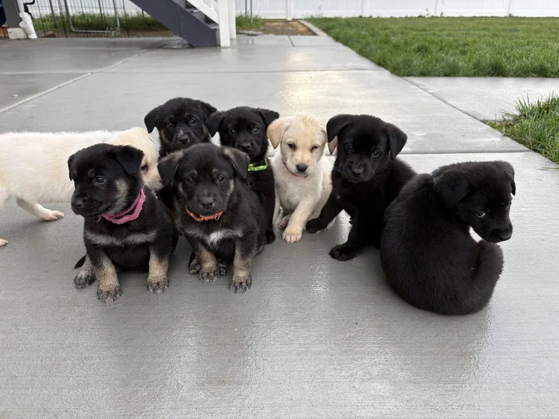 A baby medium-sized male Labrador Retriever dog named Fired Up Marshall for adoption in Salt Lake City, UT