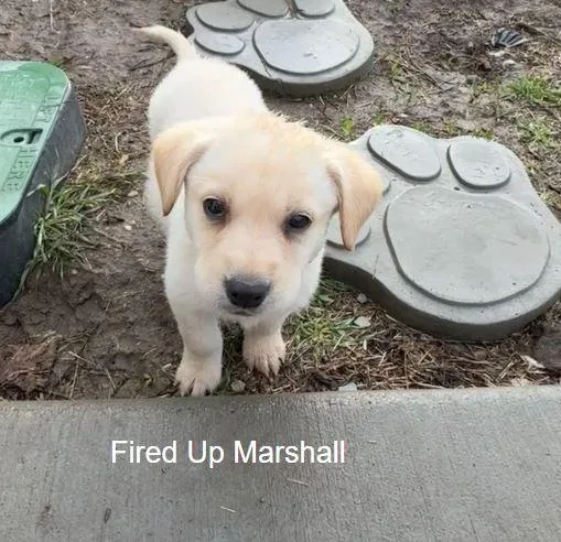 Fired Up Marshall thumbnail 3