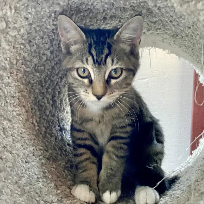 A baby medium-sized female Domestic Short Hair cat named Catrina for adoption in Sonora, CA
