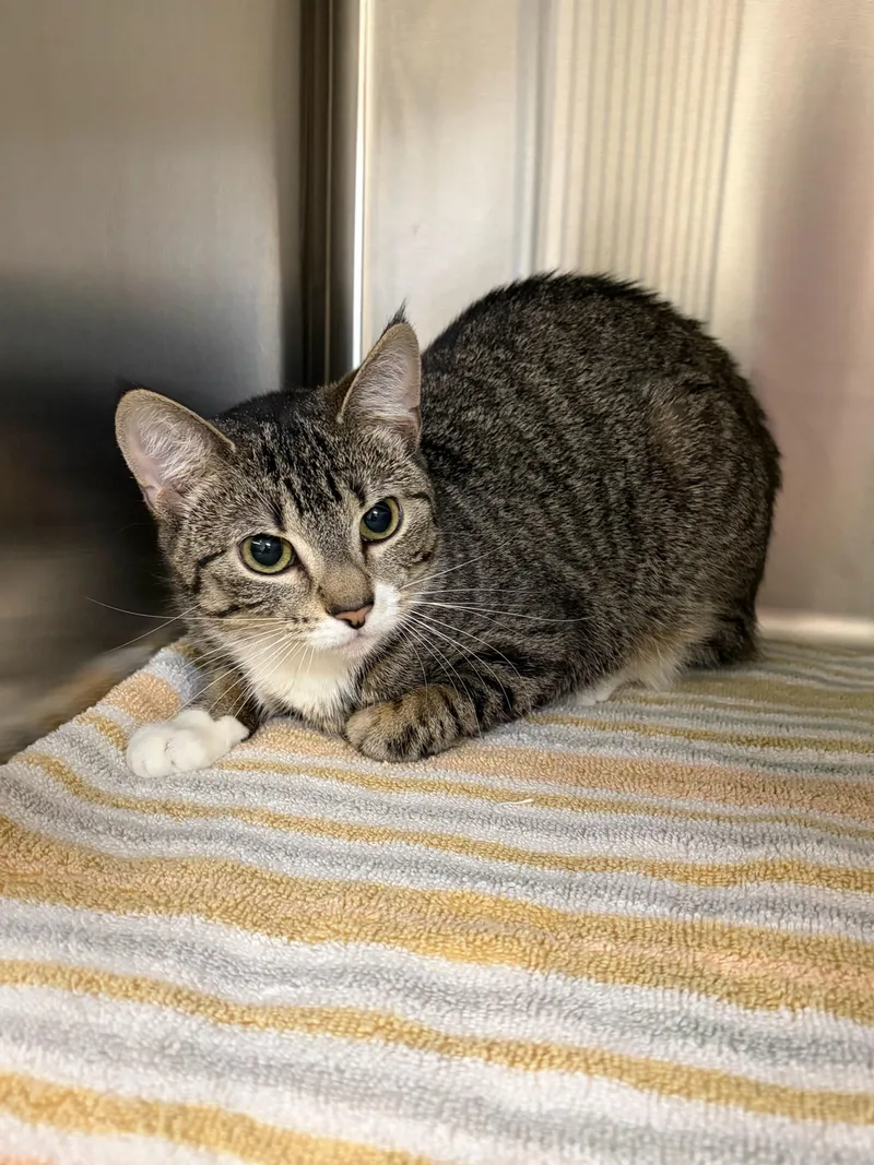 A baby medium-sized female Tabby (Brown / Chocolate) Domestic Short Hair cat named Jada for adoption in Clayton, NJ