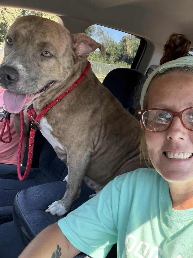 An adult large-sized female Pit Bull Terrier dog named Penny for adoption in Senatobia, MS