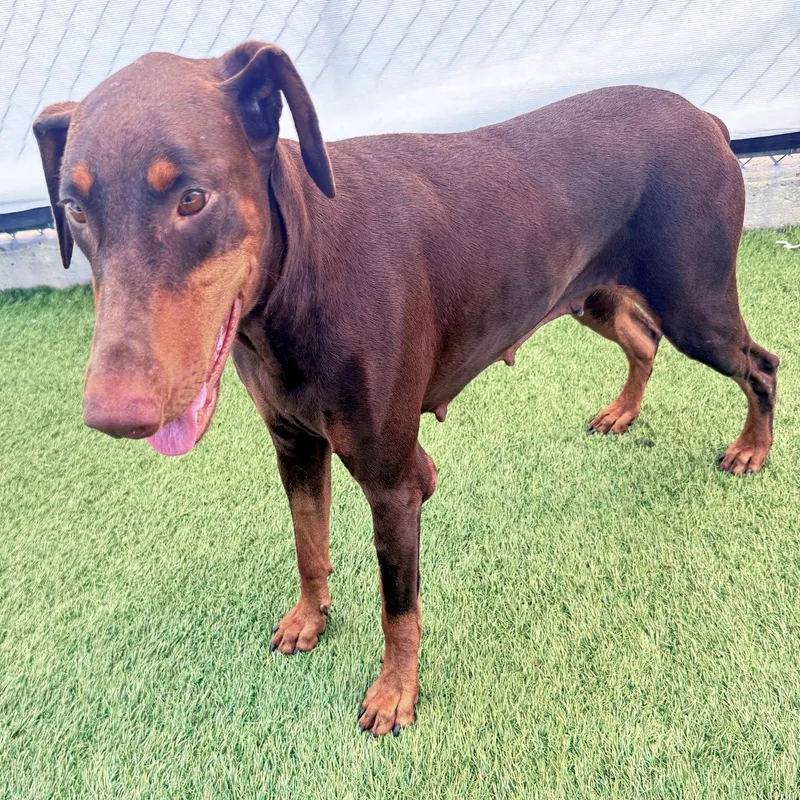 An adult medium-sized female Doberman Pinscher dog named Brownie for adoption in Oakland Park, FL