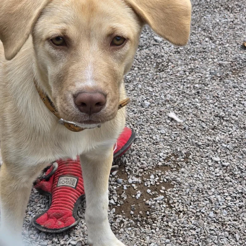 A baby small-sized female Mixed Breed dog named Chip for adoption in Glenfield, NY