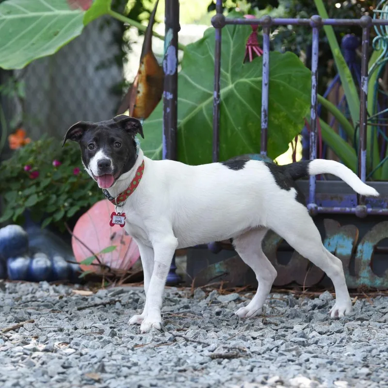 A young medium-sized female Black Terrier dog named Oops for adoption in Wake Forest, NC