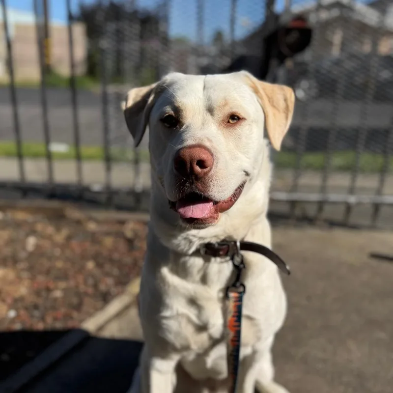 A young large-sized male White / Cream Yellow Labrador Retriever dog named Oscar for adoption in Point Richmond, CA