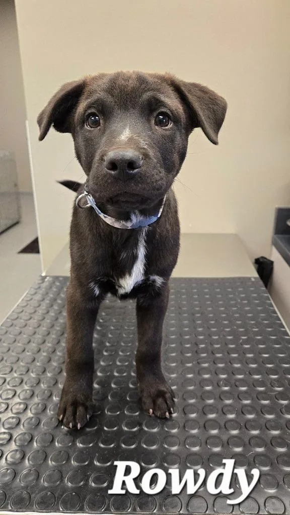 A baby large-sized male Hound dog named Rowdy  Yrly for adoption in Sidney, OH