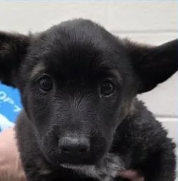 A baby medium-sized female Mixed Breed dog named Lexington for adoption in West Chester, PA