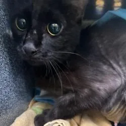 An adult medium-sized female Black Domestic Short Hair cat named Goblin Shark for adoption in Sarasota, FL