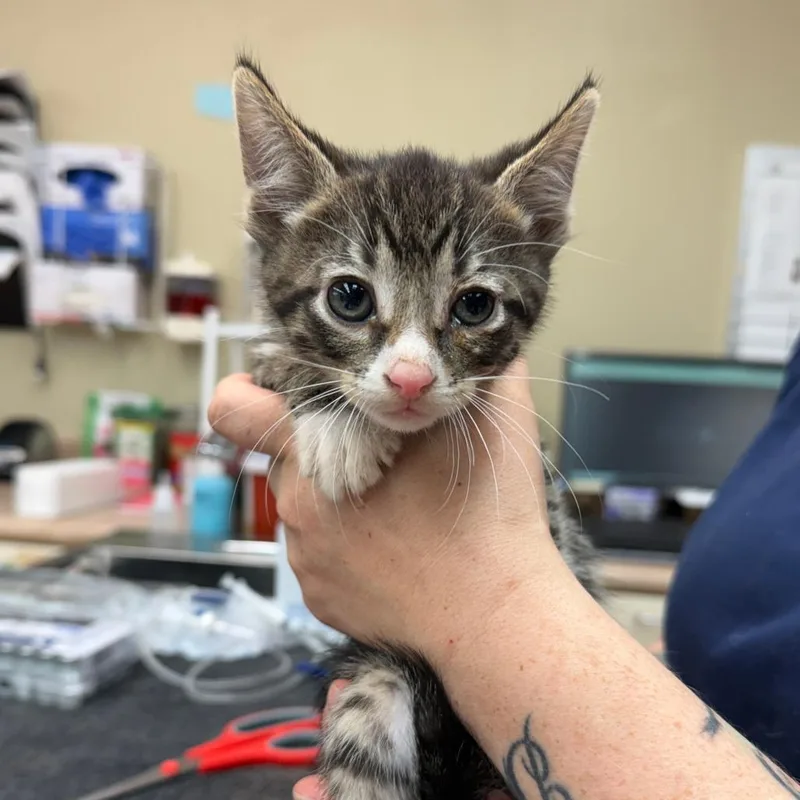 A baby small-sized male Brown / Chocolate Domestic Short Hair cat named Drumstick for adoption in Madison, WI
