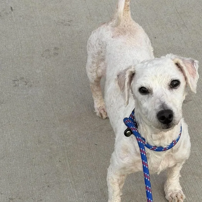 A young small-sized female Poodle dog named Sassafrass for adoption in Minooka, IL