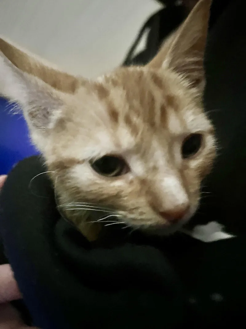A baby medium-sized male Orange & White Domestic Short Hair cat named Dane for adoption in Oviedo, FL