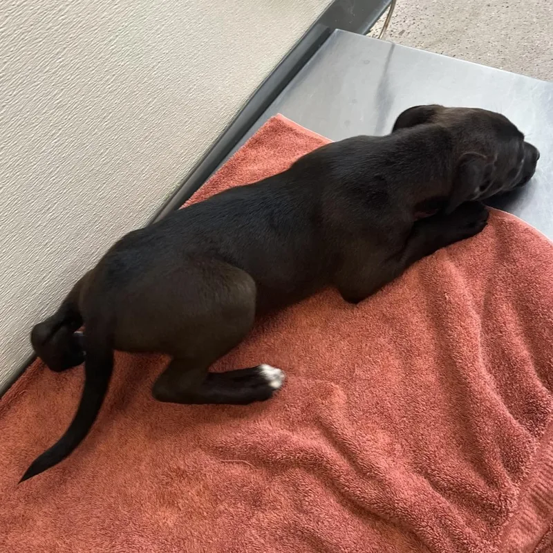 A baby medium-sized female Black Mixed Breed dog named Envy for adoption in Las Cruces, NM