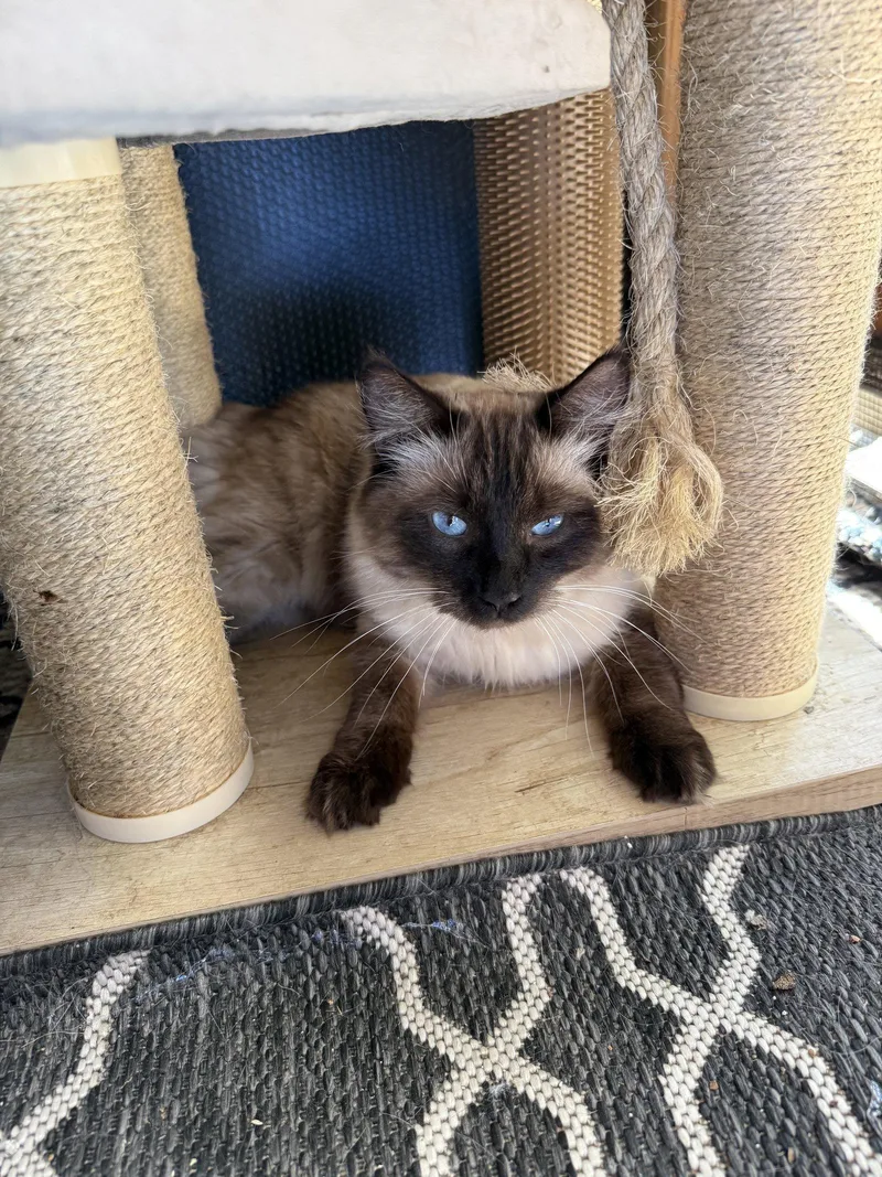 Mochi