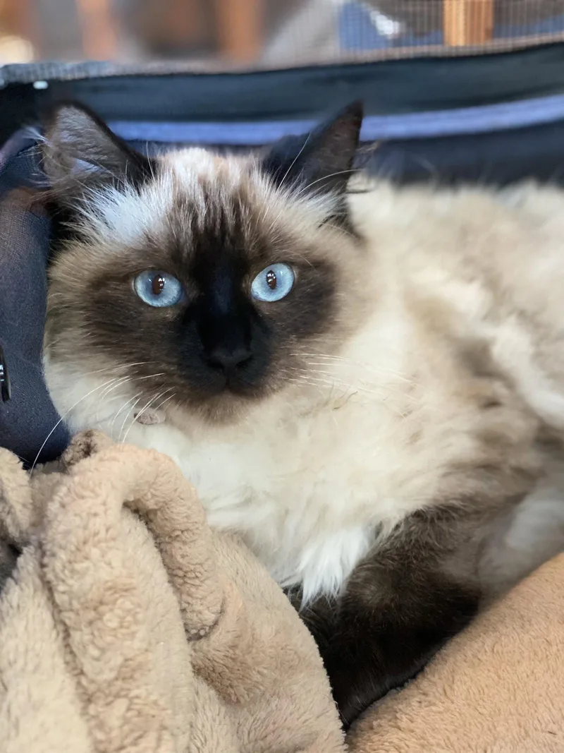 Mochi thumbnail 2
