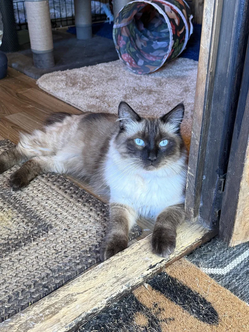 Mochi thumbnail 3