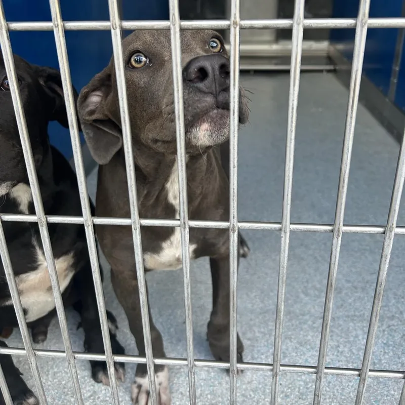 A baby medium-sized male Pit Bull Terrier dog named Gunner for adoption in Long Beach, CA