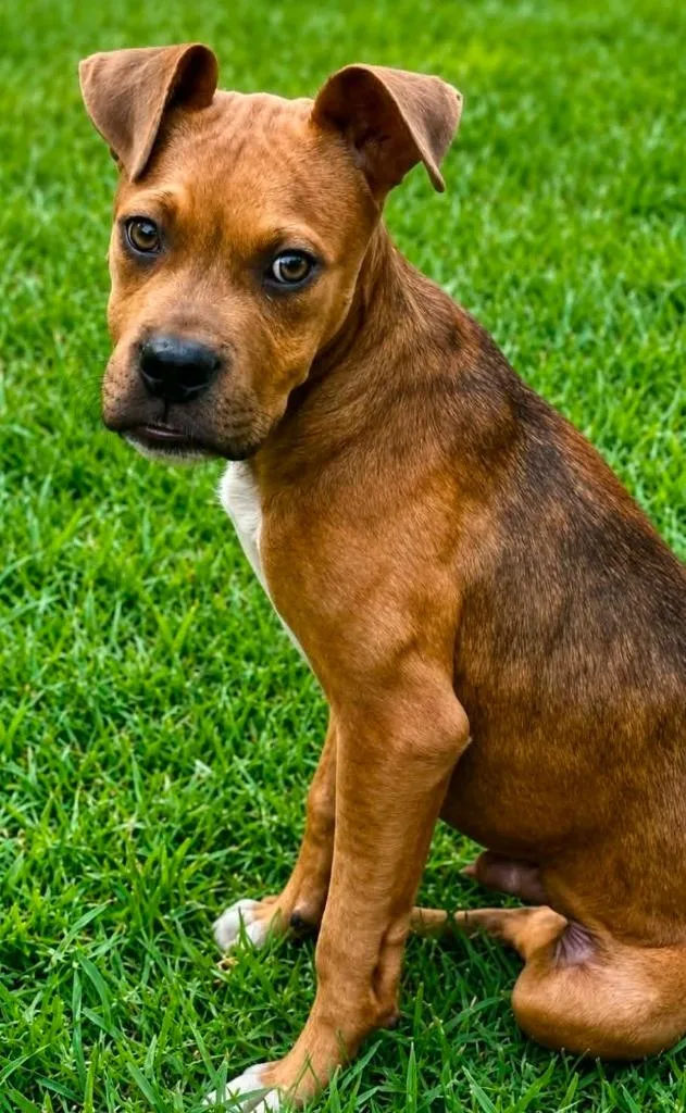 A baby medium-sized male Boxer dog named Riff for adoption in El Dorado, AR