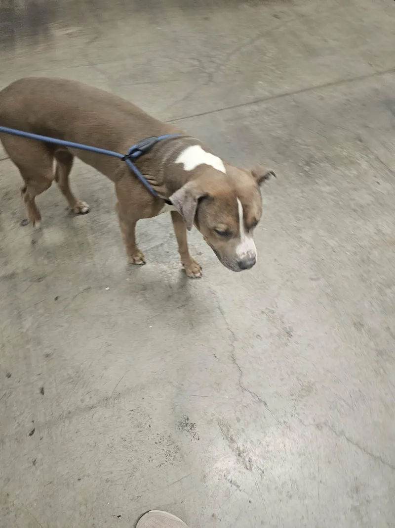 A young large-sized male Brown / Chocolate American Staffordshire Terrier dog named Chuck for adoption in Glendale, AZ