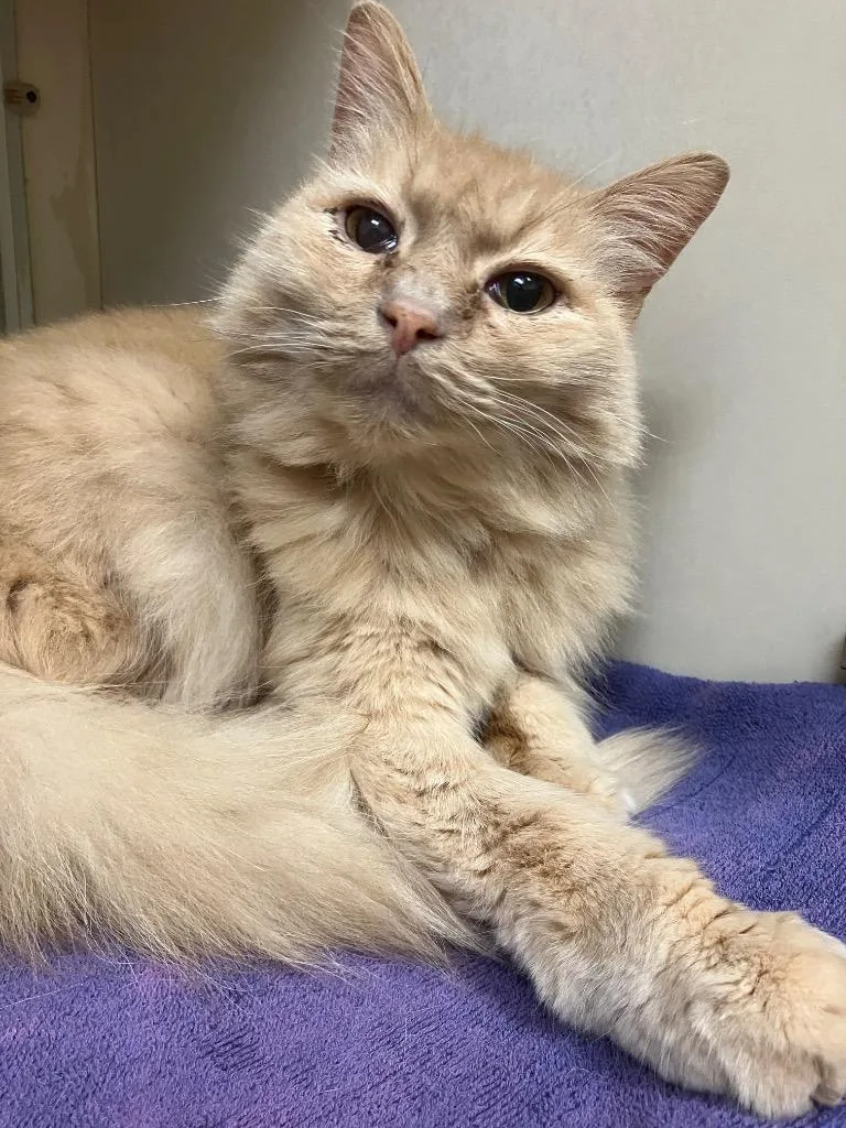 A senior medium-sized male Domestic Long Hair cat named Gus for adoption in Christiansburg, VA