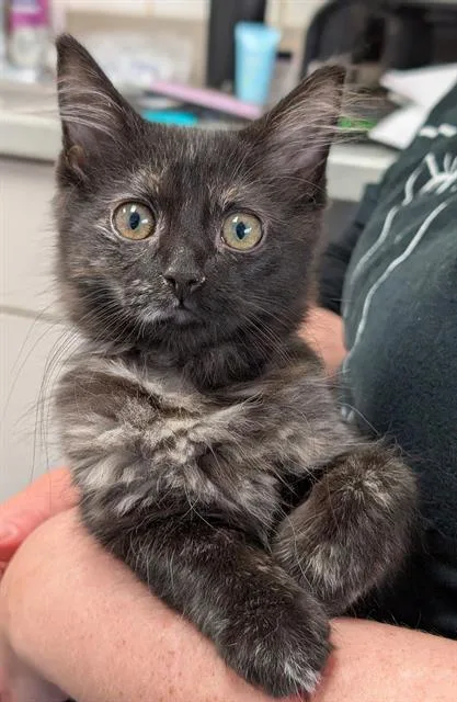 A baby small-sized female Domestic Short Hair cat named Muse for adoption in Canfield, OH
