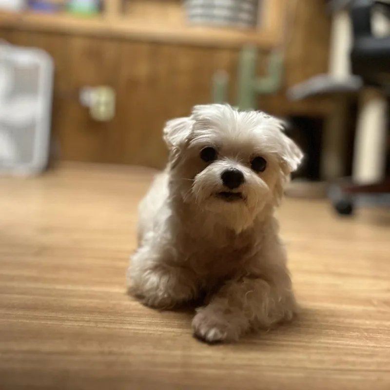 An adult small-sized female White / Cream Maltese dog named Jelly Bean for adoption in Tulsa, OK