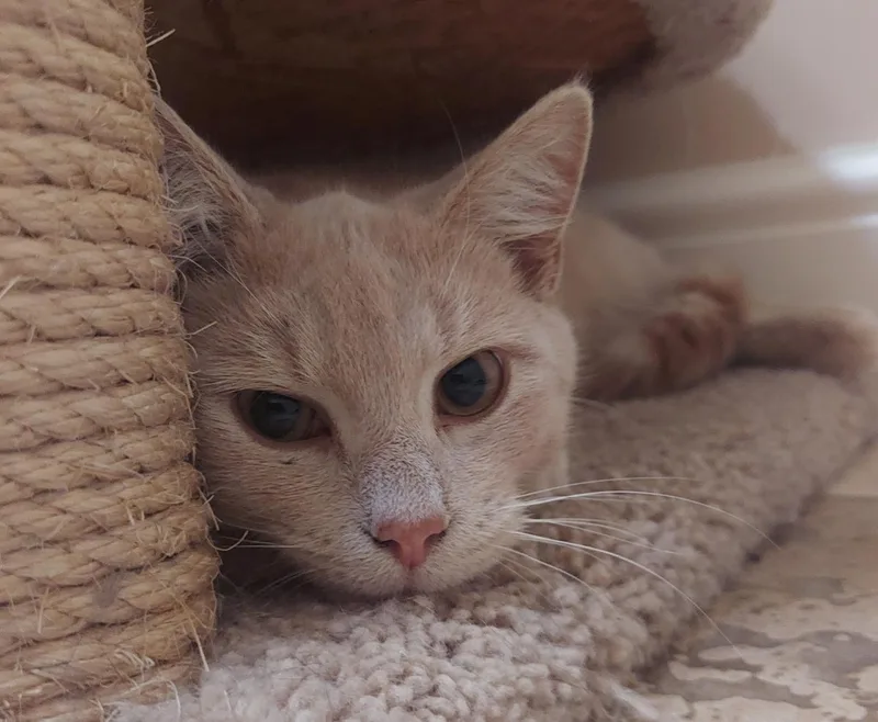 A baby small-sized male Buff / Tan / Fawn Domestic Short Hair cat named Bam Bam for adoption in CANONSBURG, PA
