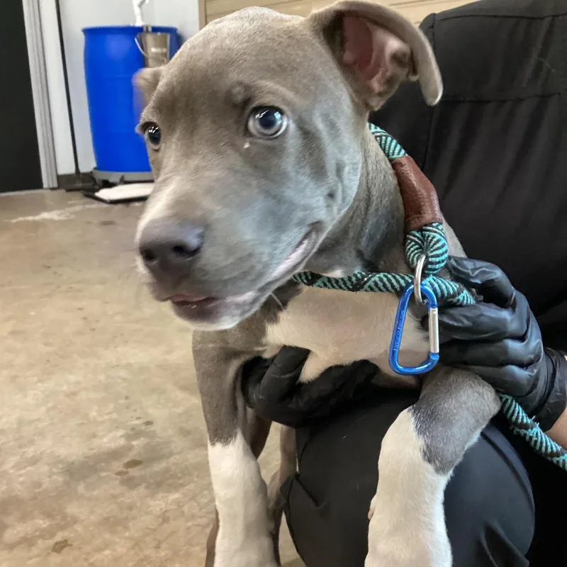 John Henry thumbnail 4