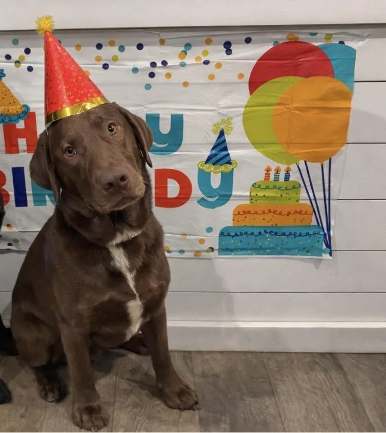 Travisowner Rehomenot A Lelrr