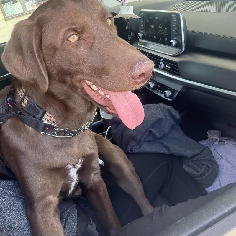 Travisowner Rehomenot A Lelrr thumbnail 2