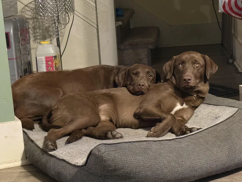 Travisowner Rehomenot A Lelrr thumbnail 3