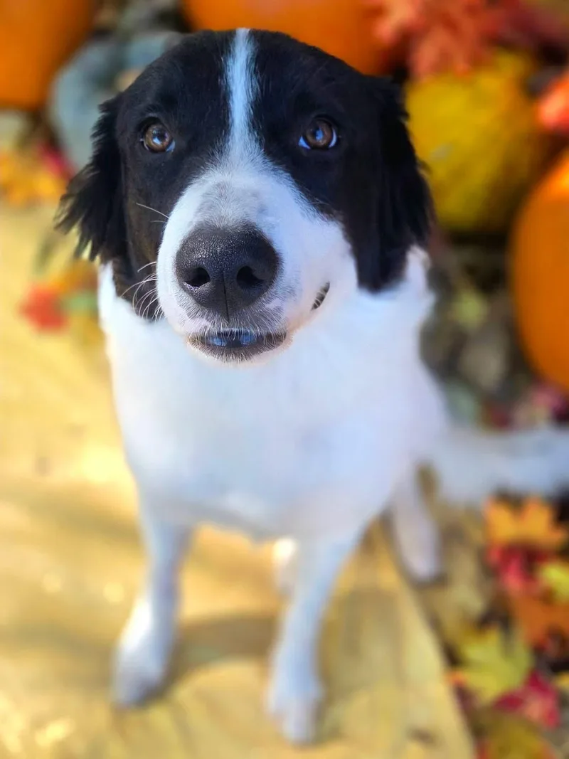 A young medium-sized female Border Collie dog named Sherbet for adoption in University Place, WA