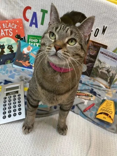An adult large-sized female Domestic Short Hair cat named Luna for adoption in Upper Marlboro, MD