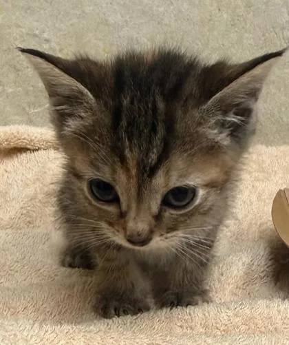 A baby small-sized female Domestic Short Hair cat named Yuki for adoption in Honolulu, HI
