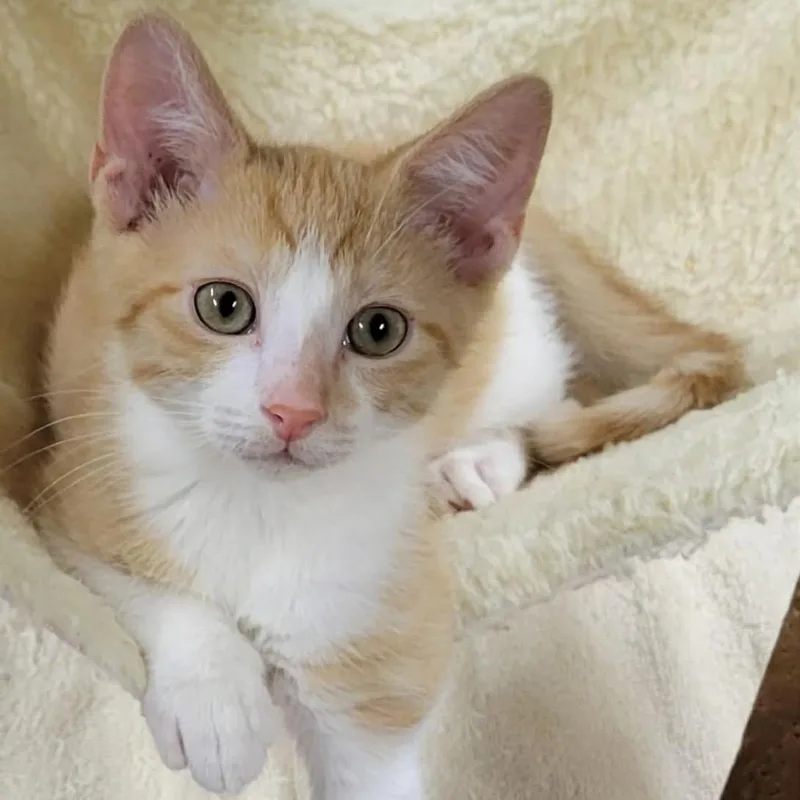 A baby small-sized male Orange / Red Domestic Short Hair cat named Butter for adoption in Pennsville, NJ