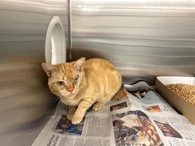 An adult small-sized male Domestic Short Hair cat named A for adoption in San Martin, CA