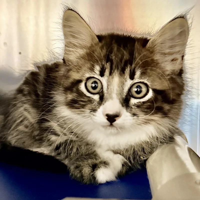 A baby small-sized male Gray / Blue / Silver Domestic Short Hair cat named Viridian for adoption in Palm Springs, CA