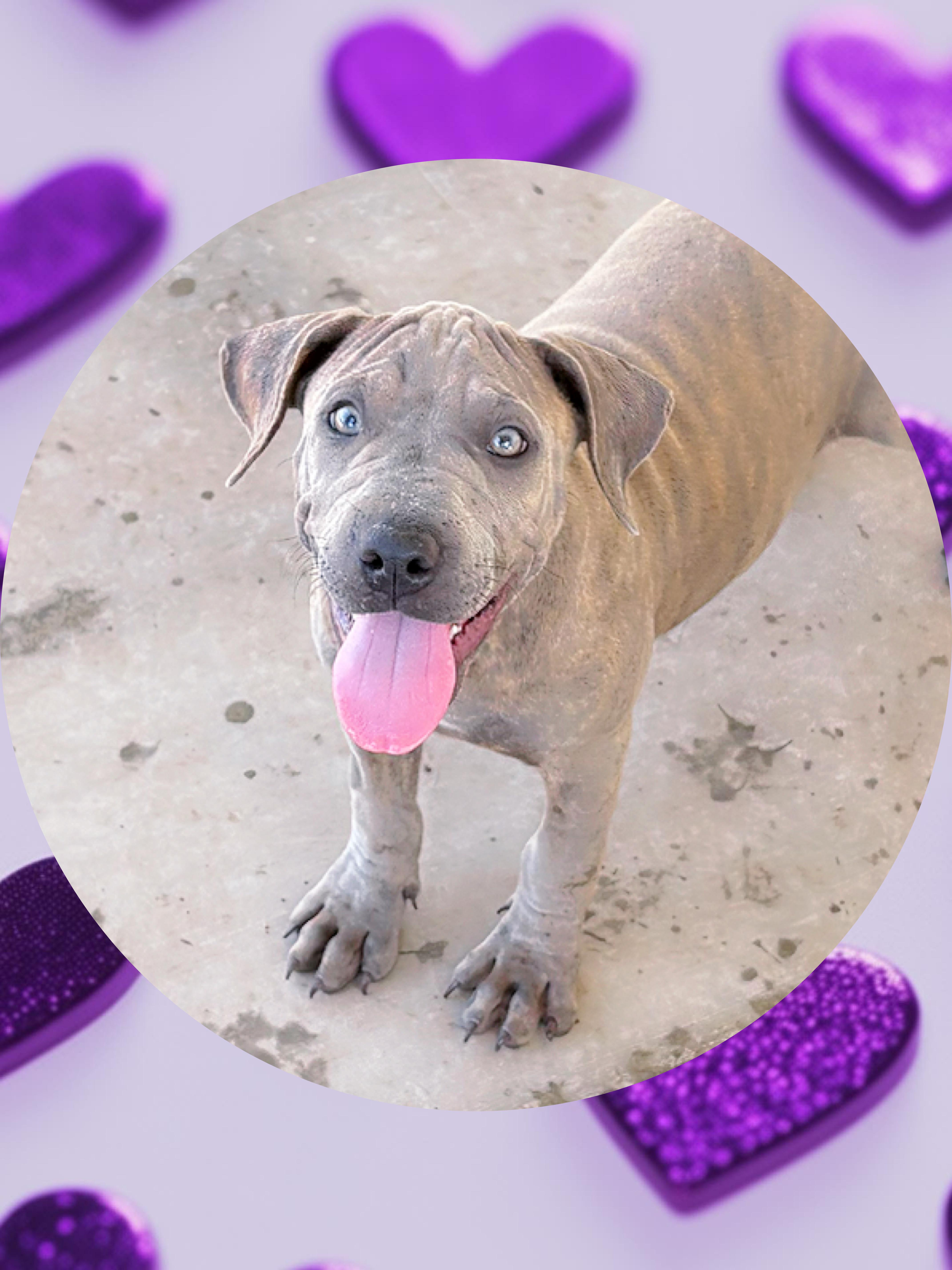 A young medium-sized female Brindle Labrador Retriever dog named Sweet MOCHI for adoption in Queen Creek, AZ