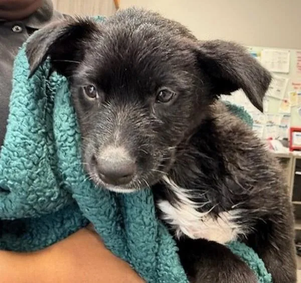 A young medium-sized female Labrador Retriever dog named Dolly for adoption in Escondido, CA