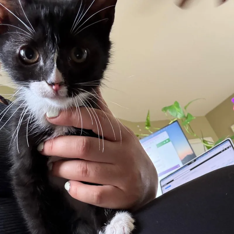 A baby small-sized female Black Domestic Short Hair cat named Inchworm for adoption in East Hanover, NJ