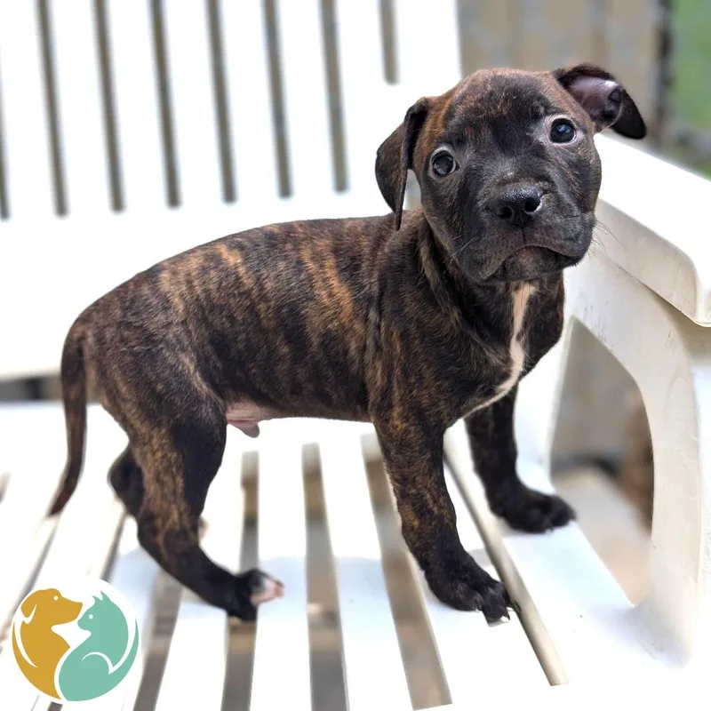 A baby small-sized male Brindle Pit Bull Terrier dog named Ocho for adoption in Toledo, OH