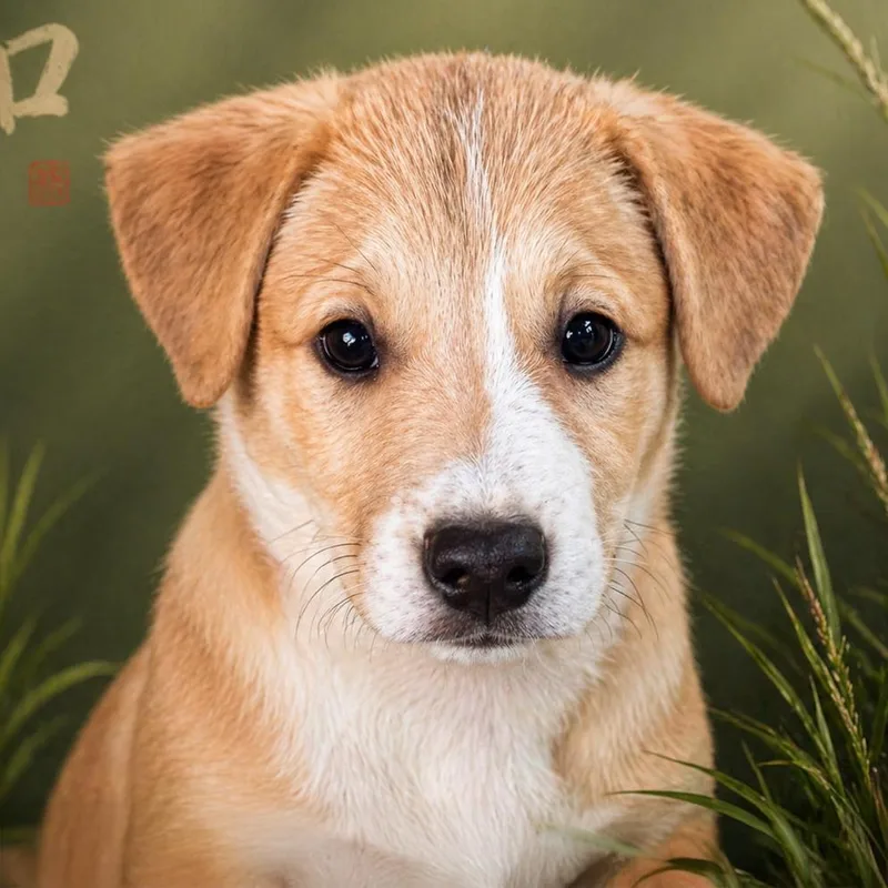 A baby medium-sized female Spaniel dog named Japan Pup  Tahara for adoption in San Diego, CA