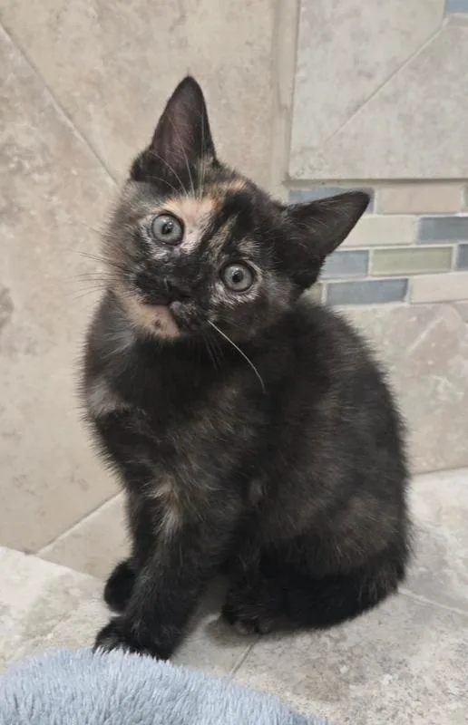 A baby small-sized female Domestic Short Hair cat named Nala for adoption in Wellington, FL