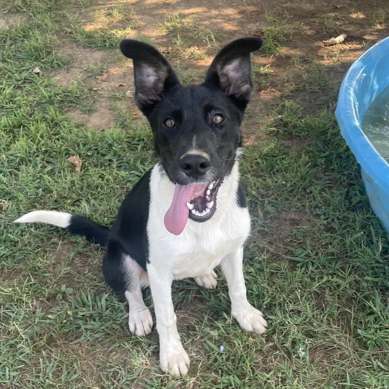 A young medium-sized female Black Mixed Breed dog named Riza for adoption in Chattanooga, TN