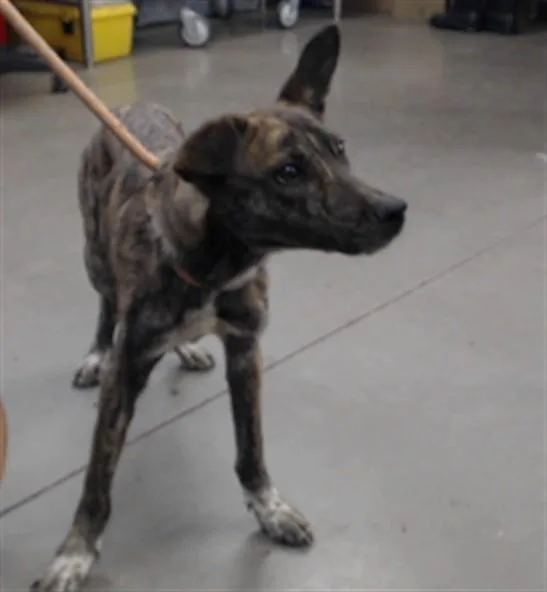 A young small-sized female German Shepherd Dog dog named Cappupccino for adoption in Phoenix, AZ